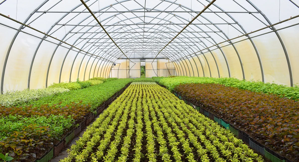 Greenhouse Kenya: Best Roofing Materials for 2026.