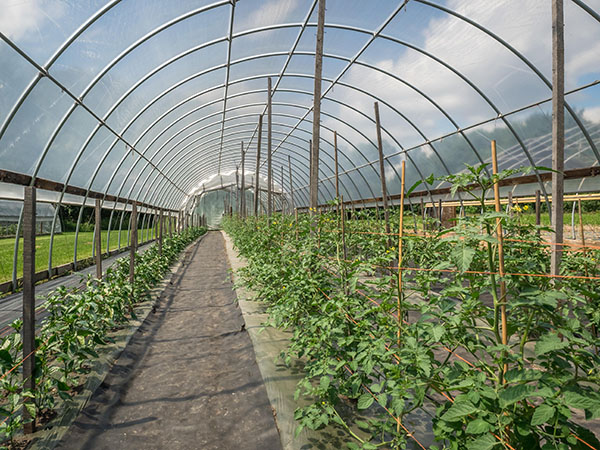 Greenhouse Roofing Materials in Kenya: Best Options for Farming & Agribusiness | BHD Kenya